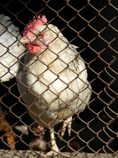 上路風格依 上路風格依